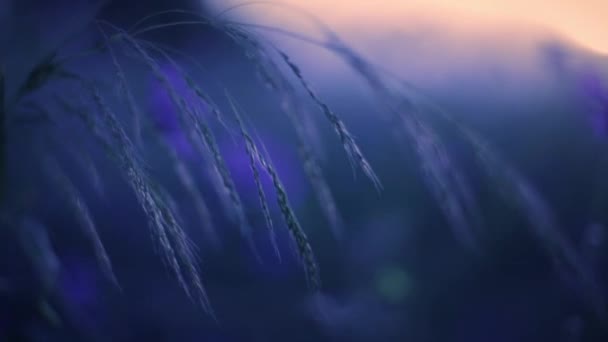 Полевые Цветы Поле Закате — стоковое видео
