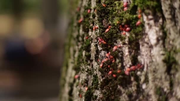 森の木の上の赤い甲虫 — ストック動画
