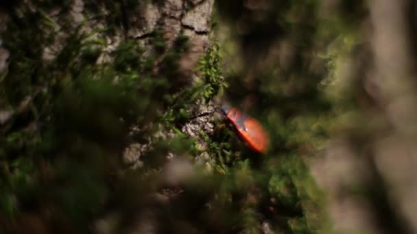 Червоний Жук Лісовому Дереві — стокове відео