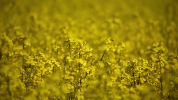 Vilda Blommor Fältet Vid Solnedgången — Stockvideo