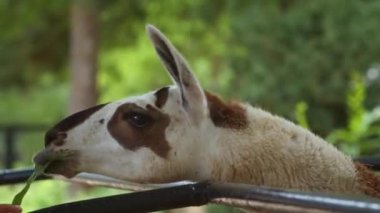Lama hayvanat bahçesinde ot yiyor.