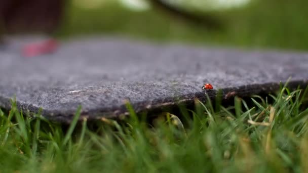 Ladybug Red Beetle Laptop Mat — Stock Video