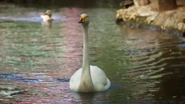 Łabędź Pływa Jeziorze Zoo — Wideo stockowe