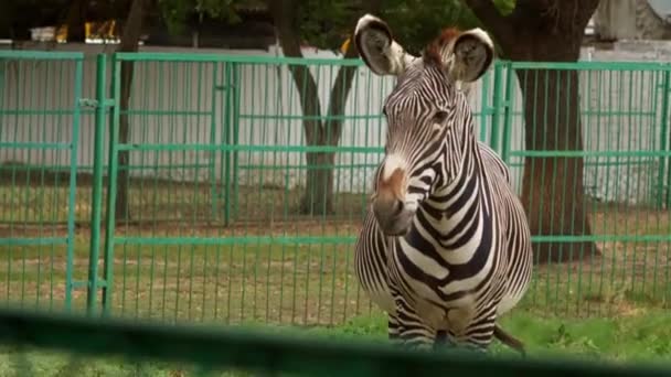Zebra Guardando Telecamera Allo Zoo — Video Stock