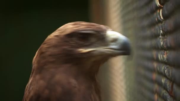 Vue Aigle Prédateur Dans Zoo — Video