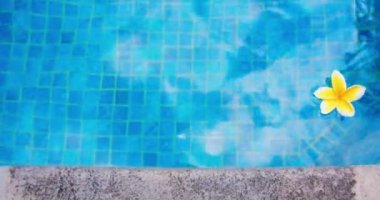Mavi yüzme havuzunda yüzen beyaz bir frangipani çiçeği. Spa sakin sakin tatil konsepti. Yakın plan, gerçek zamanlı. Kimse..