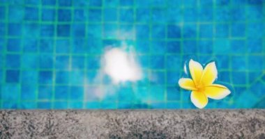 Suda yüzen tropik frangipani tesisatçısı. Spa yüzme havuzu. Huzur ve sükunet kavramı. Endonezya 'daki Bali Adası. Yakın plan..