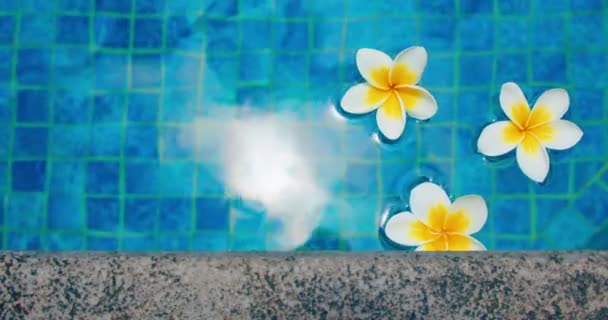 Tropiske Blomster Frangipani Plumeria Flyter Vannet Svømmebasseng Fred Konseptet Bali – stockvideo