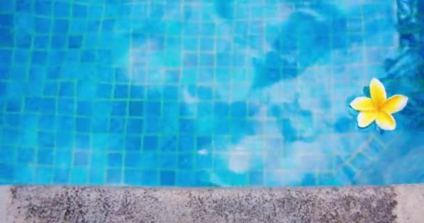 Jedna Bílá Frangipani Plumeria Květina Plovoucí Modrém Bazénu Spa Relax — Stock video
