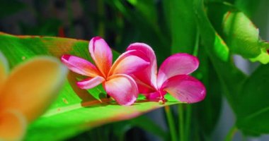 Pembe güzel çiçek açan frangipani çiçekleri hareket halinde. Zihinsel sağlık, meditasyon, yeni hayatın doğuşu, stres rahatlaması piyano için huzurlu bir sakinleştirici yoga videosu. Kimse..