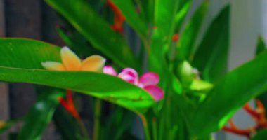 Pembe güzel çiçek açan frangipani çiçekleri hareket halinde. Zihinsel sağlık, meditasyon, yeni hayatın doğuşu, stres rahatlaması piyano için huzurlu bir sakinleştirici yoga videosu. Kimse..