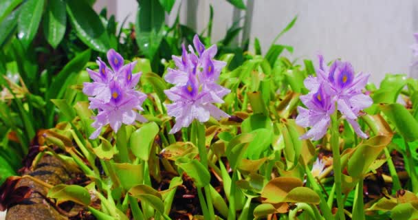 Pontederia Crassipes Conocido Como Jacinto Agua Común Flores Púrpuras Prado — Vídeo de stock