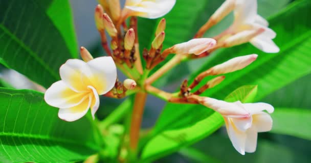 Krásná Frangipani Bílá Květina Stromě Příroda Pozadí Park Zahrada Koncept — Stock video