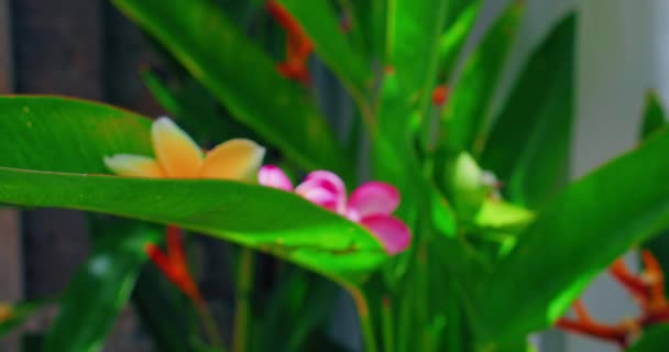 Pink Beautiful Blooming Frangipani Flowers Motion Mental Health Meditation Birth — Stock Video