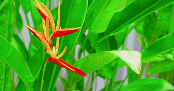 Szelektív Fókusz Kilátás Gyönyörű Színes Virág Heliconia Psittacorum Arany Narancs — Stock videók
