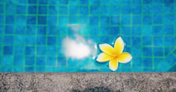 Bela Flor Plumeria Amarela Branca Flutuando Superfície Piscina Luz Dia — Vídeo de Stock