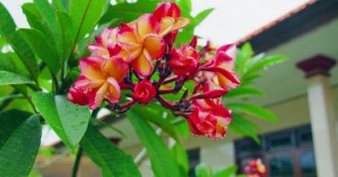 Slow Motion çiçeği pembe frangipani çiçekleri sallanıyor, canlı yeşil ağaç. Yağmurdan sonra, su yaprakların üzerine düşer, taze doğa. Tropik yapraklar. Stres atma rahatlama barışçıl sakinleşme konsepti.