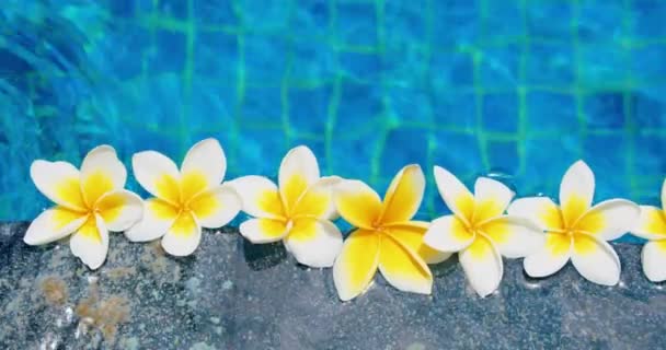 熱帯の花フランジパニ プファリアが水に浮かんでいます スパスイミングプール 平和と静けさの概念 バリ島インドネシア — ストック動画