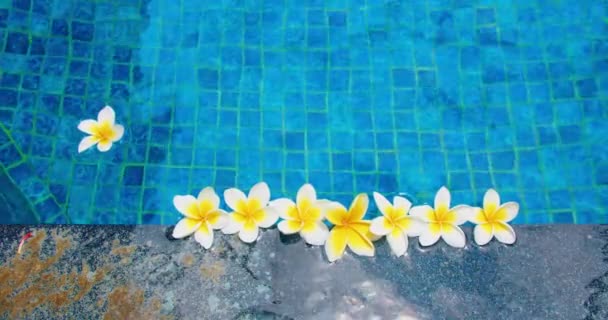 Tropické Květiny Frangipani Plumeria Vznášející Vodě Lázeňský Bazén Mír Klid — Stock video