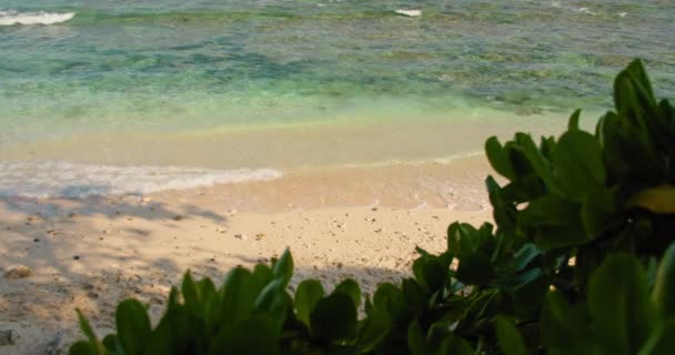 Grønn Bladbusk Stranden Paradisøya Perfekt Ferier Turkiser Klart Havvann Hvit – stockvideo