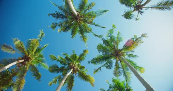 夏日温暖的阳光下 椰子树和蓝天映衬在海滩上 风摇曳着郁郁葱葱的绿枝 热带岛屿度假 放松水疗冥想 没人手持录像 — 图库视频影像