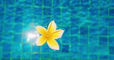 Suda yüzen tropik frangipani tesisatçısı. Spa yüzme havuzu. Huzur ve sükunet kavramı. Endonezya 'daki Bali Adası. Yakın plan..