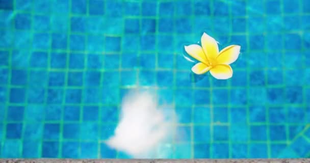 Fleurs Tropicales Frangipani Plumeria Flottant Dans Eau Piscine Spa Concept — Video
