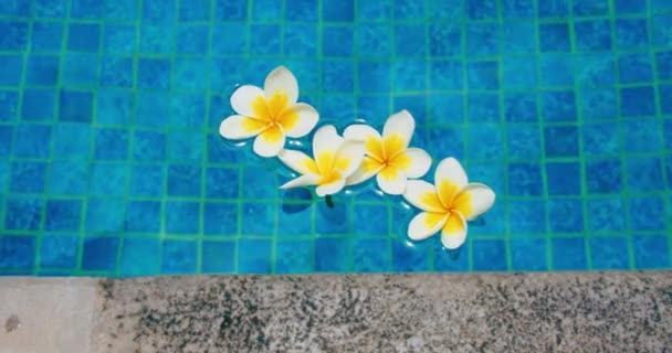 Тропические Цветы Frangipani Plumeria Плавающие Воде Бассейн Концепция Мира Спокойствия — стоковое видео