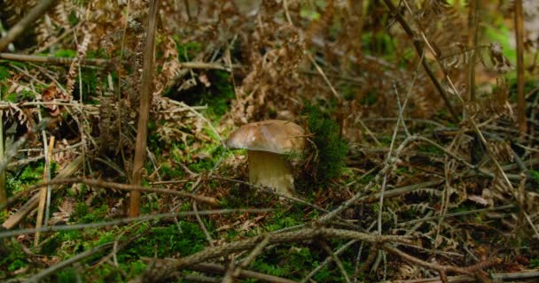 雄手用刀割下生长在森林青苔丛中的可食蘑菇 夏天一大早 人类在自然栖息地采摘香菇 皮涅里 慢动作 — 图库视频影像