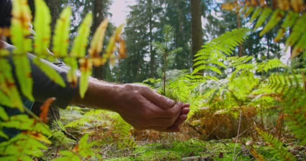 手のひらに若い苗木を持つ男性の手 緑の自然背景 シダの葉 針葉樹林 木の植え付け 生態系への配慮 環境保護 接近中だ スローモーション すごい — ストック動画