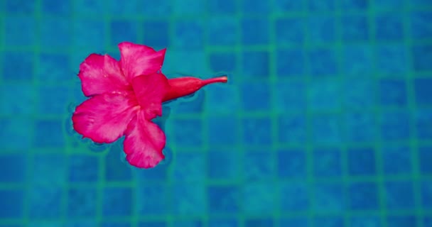 ピンクの砂漠のバラの花は青い池の表面に浮かぶ スイミングプールでのAdeniumのクローズアップ 水の波紋の背景 透明透明水 — ストック動画