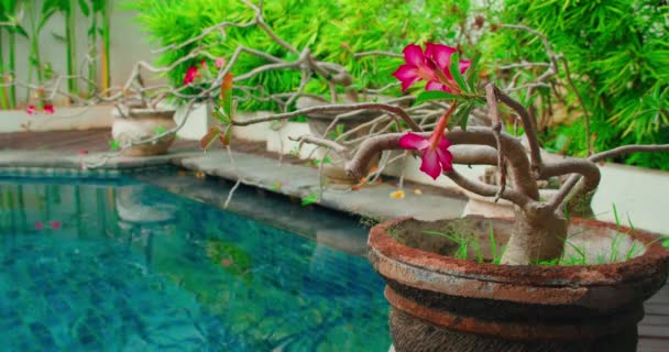 Flor Rosa Adenium Florescendo Pote Fundo Jardim Casa Pequena Decoração — Vídeo de Stock