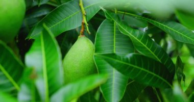 Yeşil çiğ mango meyvesi yemyeşil yapraklı ağaç dalında asılı duruyor. Yakın çekim görüntüleri. Ağır çekim, el bilgisayarı..