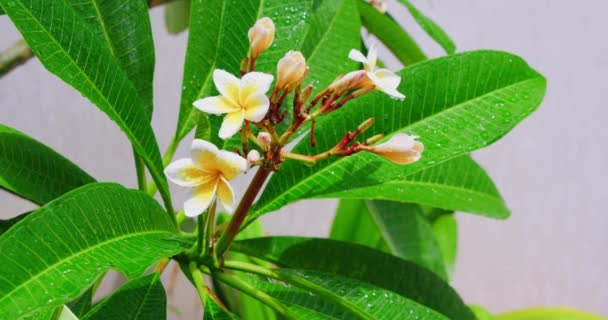 Kvetoucí Bílé Tropické Květiny Větvi Stromu Deštěm Jasném Slunci Krásné — Stock video