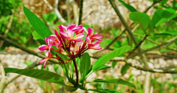 Ramo Árvore Com Flores Plumeria Rosa Flor Primavera Jardim Projeto — Vídeo de Stock