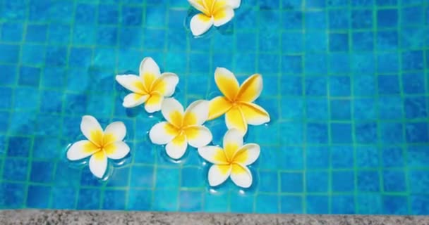 Blumen Auf Blauem Hintergrund Der Wasseroberfläche Schwimmbad Mit Reflexionen Von — Stockvideo