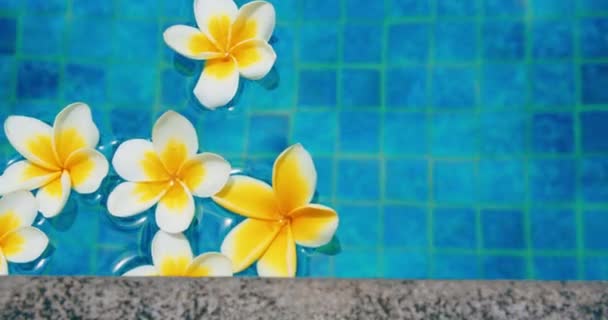 Kwiaty Tle Niebieskiej Powierzchni Wody Basen Odbiciami Światła Słonecznego Cieni — Wideo stockowe