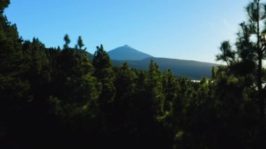 Doğal manzara beyaz bulutlar İspanya 'nın en yüksek dağı Teide yanardağının altında yüzer. Karanlık çam ormanı, kozalaklı ağaçların tepeleri ve volkanik yamaçlar. Tenerife Adası. Hava aracı görüntüleri..