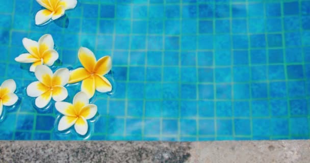蓝色水面背景上的花 游泳池有反射的阳光和阴影 情人节的质感 — 图库视频影像