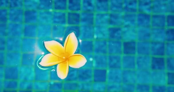 Bloemen Blauwe Wateroppervlakte Achtergrond Zwembad Met Reflecties Zonlicht Schaduwen Valentijnsdag — Stockvideo