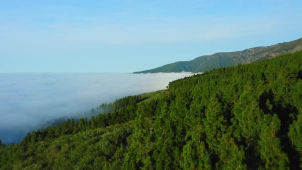 Bosque Coníferas Verde Montaña Eleva Por Encima Las Nubes Niebla — Vídeo de stock