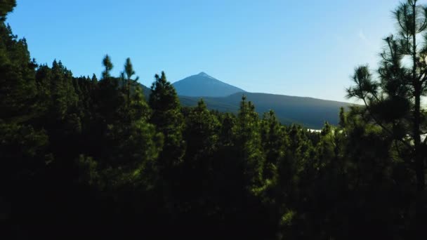 スペイン最高峰のテイデ火山の下には自然景観の白い雲が浮かんでいます 暗い松の森 針葉樹と火山の斜面の上 テネリフェ島 空中ドローン映像 — ストック動画