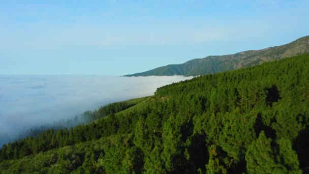 Floresta Coníferas Verde Montanha Ergue Acima Das Nuvens Nevoeiro Branco — Vídeo de Stock