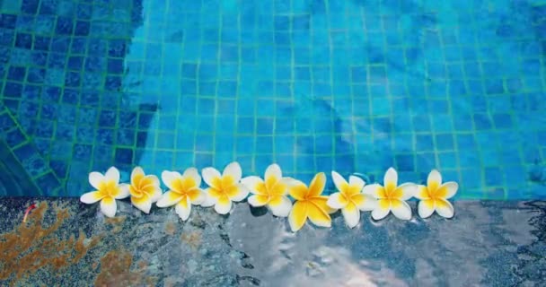 游泳池里清澈的水和鲜花 蓝色背景 新鲜的白色乳白色羽毛飘浮 特写镜头 放松冷静温泉的概念 — 图库视频影像