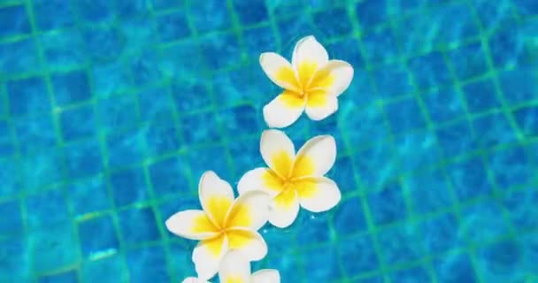 Czysta Woda Basenie Kwiaty Niebieskie Tło Świeżą Białą Frangipani Plumeria — Wideo stockowe
