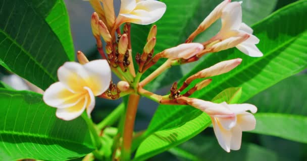 Tropikalne Śliwkowe Białe Kwiaty Rosną Gałęziach Drzew Zielone Rośliny Bali — Wideo stockowe
