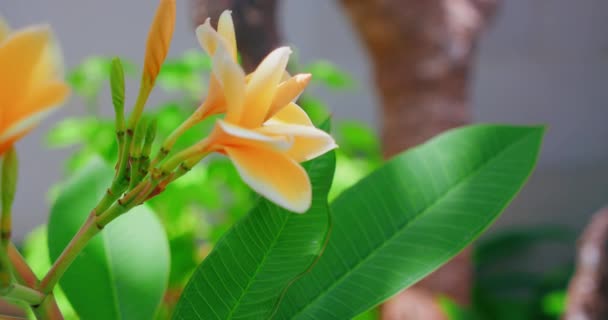 Tropikal Tesisat Beyaz Çiçekleri Ağaç Dallarında Yetişir Bali Isaland Endonezya — Stok video