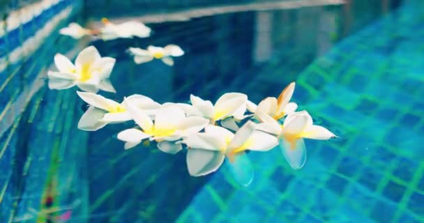 Schmutziges Blaues Wasser Schwimmbad Während Covid Blumen Fallen Ins Wasser — Stockvideo
