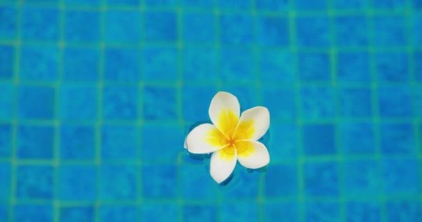 Beautiful White Yellow Plumeria Flower Floating Surface Swimming Pool Daylight — Stock Video
