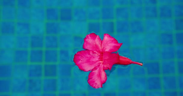 Rózsaszín Sivatag Rózsa Virág Úszik Kék Felszínén Adenium Közelkép Uszodában — Stock videók
